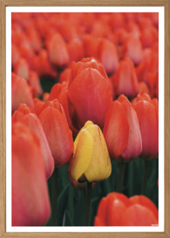 Tulipaner Plakat