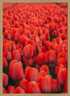 Røde Tulipaner Akustikbillede
